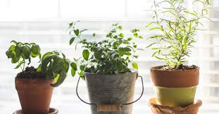 7 Easiest Herbs To Grow In Your