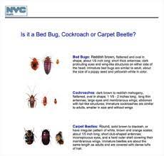 bed bugs roaches or carpet