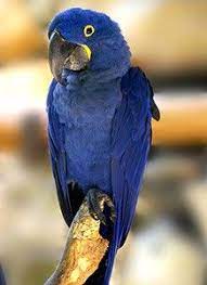 what are hyacinth macaw s costs