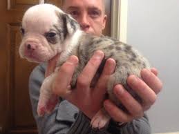 Bulldog in dogs & puppies for sale. Pin On Alapaha Blue Blood Bulldogs