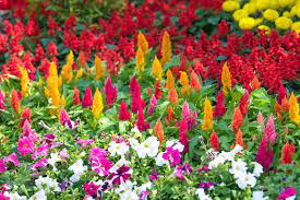 best annuals for late summer color