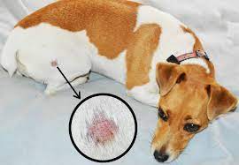 ringworm in dogs how to spot treat