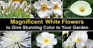 If dividing existing clumps, do so while they're still 'in the green', which is just after they have finished flowering. Types Of White Flowers Stunning White Flowering Plants