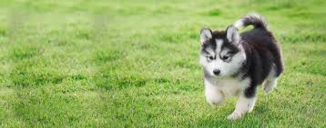 Set up automatic pet food delivery today at www. How To Potty Train A Husky Puppy Wag