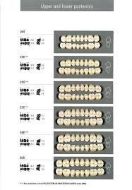 Vita Physiodens Mold Chart Specialty Tooth Supply Ltd