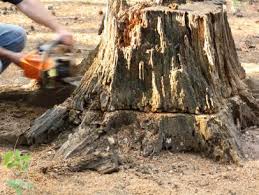 Our solution for removal may lack the convenience of hiring a service and misses the mark of speedy removal that comes with grinding. Stump Removal Do It Yourself Hgtv