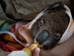 the great koala rescue operation