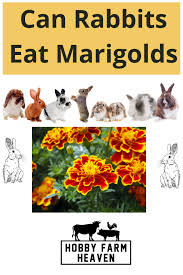 Can Rabbits Eat Marigolds