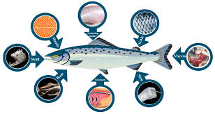collagen derived from fish industry
