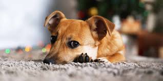 why do dogs scratch the carpet