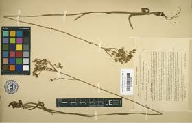 Lectotype of Hieracium auriculoides Láng subsp. basileucum Litv. et ...