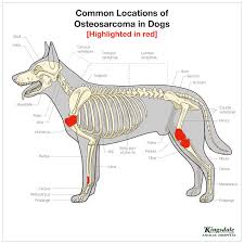 osteosarcoma in dogs