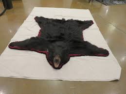 black bear taxidermy rug b