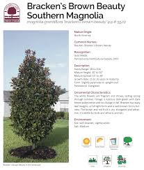 Others are native to mexico, central america, the west indies and asia. Manolia Bracken S Brown Beauty Tree Canopy Southern Magnolia Tree Small Canopy