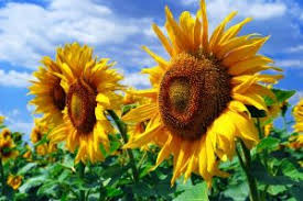 Фермерське господарство «Агросвіт-СВ» повідомляє, що здійснюватиме хімічну обробку посівів соняшника