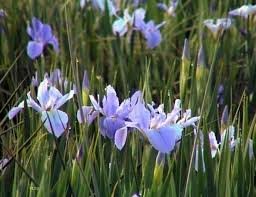 Bog Plant Aquatic Iris Sea Wisp