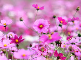 hd wallpaper kosmeya flowers pink