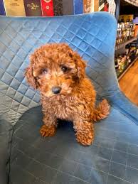 purebred red toy poodle last of the