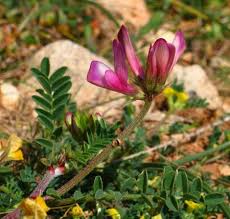 Hedysarum glomeratum (Clustered Sulla) : MaltaWildPlants.com ...
