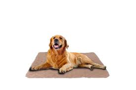 15 best washable dog pads healthy