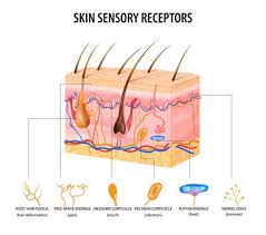 skin anatomy physiology and healing