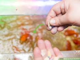 How To Feed Goldfish 12 Steps With Pictures Wikihow