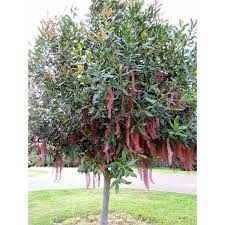 wekiva foliage macadamia nut tree
