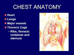 Improves the contents of broken chests. Chest Trauma Rifles Lifesavers Chest Anatomy Heart Lungs Major Vessels Thoracic Cage Ribs Thoracic Vertebrae And Sternum Ppt Download