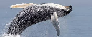 Most Of The Worlds Humpback Whale Populations Are No Longer