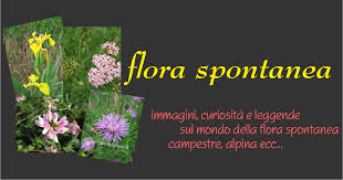 Primula irsuta primula hirsuta - primulacee - flora spontanea