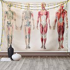 You'll also be able to interact and see layers of your. Amazon Com Ambesonne Human Anatomy Tapestry Vintage Chart Of Body Front Back Skeleton And Muscle System Bone Mass Graphic Wide Wall Hanging For Bedroom Living Room Dorm 60 X 40 Ruby Cream Home