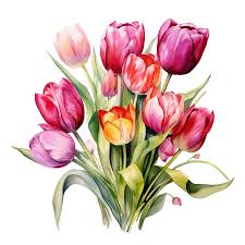 watercolor beautiful tulip bouquet free