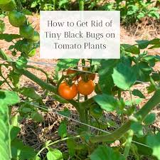 tiny black bugs on tomato plants