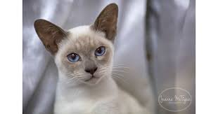 When two cats of different breeds come together, they will parent a mixed cat breed. Tonkinese Breeders Australia Tonkinese Info Kittens