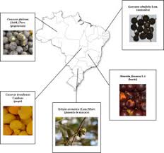 edible fruits from brazilian