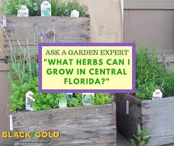 Herbs Can I Grow In Central Florida