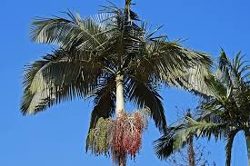 Palm Trees For Your Australian Garden