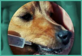 benadryl for dogs dog health today