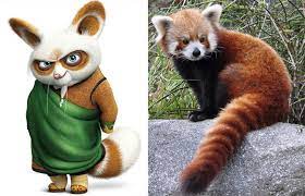 Kung Fu Panda (2008) is not only titled that way because Po, the Panda ,  learns Kung Fu. It's also because Shifu, his master, is a Red Panda, not a  fox as
