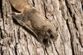 Nj Homeowner S Guide To Flying Squirrels