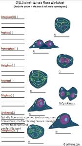 Chromosomes condense, nuclear membrane dissolves, homologous chromosomes form bivalents, crossing over occurs. Cells Alive Mitosis Ppt Download
