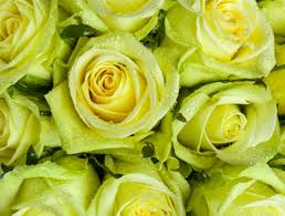 Maybe you would like to learn more about one of these? Top 10 Green Flowers Interflora
