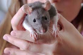 Entre y conozca nuestras increíbles ofertas y promociones. Las Ratas Como Mascota Un Animal Sociable Y Carinoso Hogarmania