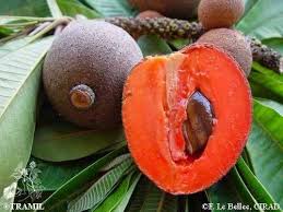 Sapodilla fruit when ripe properly is very sweet and delicious. I Net Farms