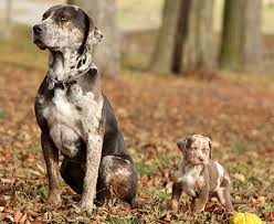 Catahoula Cur Catahoula Leopard Facts Pictures Puppies