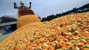 China aprueba primera importación de maíz transgénico argentino | ECONOMIA  | GESTIÓN