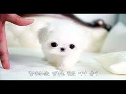 Well socialized with children and other pets. Teacup Maltese For Sale Name Is Yui Teacup Maltese Puppy For Sale Youtube