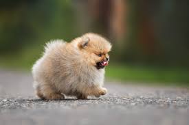 teacup pomeranian breed info facts