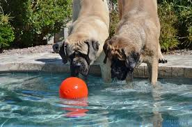 top 10 best toys for big dogs battle