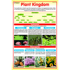 Chart No 146 Plant Kingdom